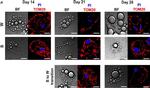 Mouse IgG (H+L) Highly Cross-Adsorbed Secondary Antibody in Immunocytochemistry (ICC/IF)