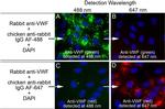 Rabbit IgG (H+L) Cross-Adsorbed Secondary Antibody in Immunocytochemistry (ICC/IF)