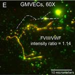 Mouse IgG (H+L) Cross-Adsorbed Secondary Antibody in Immunocytochemistry (ICC/IF)