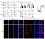 CD69 Antibody in Flow Cytometry (Flow)