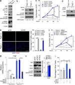 TSC1 Antibody