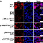 Rabbit IgG (H+L) Highly Cross-Adsorbed Secondary Antibody in Immunocytochemistry (ICC/IF)