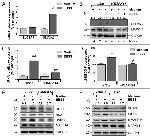 Phospho-p38 MAPK (Thr180, Tyr182) Antibody in Western Blot (WB)