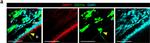 Sheep IgG (H+L) Cross-Adsorbed Secondary Antibody in Immunohistochemistry (IHC)