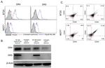 CD261 (DR4) Antibody