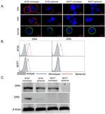 CD262 (DR5) Antibody in Immunocytochemistry (ICC/IF)