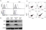 CD262 (DR5) Antibody in Flow Cytometry (Flow)