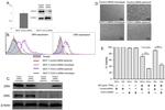 CD262 (DR5) Antibody in Flow Cytometry (Flow)