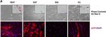 Rabbit IgG (H+L) Highly Cross-Adsorbed Secondary Antibody in Immunocytochemistry (ICC/IF)