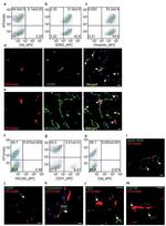 CD144 (VE-cadherin) Antibody in Flow Cytometry (Flow)