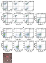 CD133 (Prominin-1) Antibody in Flow Cytometry (Flow)