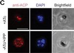 Rabbit IgG (H+L) Highly Cross-Adsorbed Secondary Antibody in Immunocytochemistry (ICC/IF)