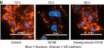 Mouse IgG (H+L) Cross-Adsorbed Secondary Antibody in Immunocytochemistry (ICC/IF)