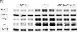 Rat IgG (H+L) Cross-Adsorbed Secondary Antibody in Western Blot (WB)