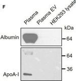 Mouse IgG (H+L) Cross-Adsorbed Secondary Antibody in Western Blot (WB)