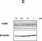 Mouse IgG (H+L) Cross-Adsorbed Secondary Antibody in Western Blot (WB)