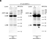 Rabbit IgG (H+L) Cross-Adsorbed Secondary Antibody in Western Blot (WB)