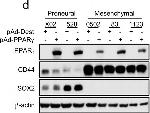 Rabbit IgG (H+L) Cross-Adsorbed Secondary Antibody in Western Blot (WB)