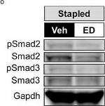 Rabbit IgG (H+L) Cross-Adsorbed Secondary Antibody in Western Blot (WB)