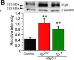 Rabbit IgG (H+L) Poly-HRP Secondary Antibody in Western Blot (WB)