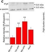 Rabbit IgG (H+L) Poly-HRP Secondary Antibody in Western Blot (WB)