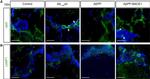 Rabbit IgG (H+L) Cross-Adsorbed Secondary Antibody in Immunohistochemistry (PFA fixed) (IHC (PFA))