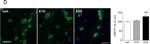 Rabbit IgG (H+L) Secondary Antibody in Immunocytochemistry (ICC/IF)