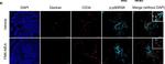 Rat IgG (H+L) Cross-Adsorbed Secondary Antibody in Immunohistochemistry (Paraffin) (IHC (P))