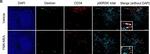 Rabbit IgG (Heavy chain) Secondary Antibody in Immunohistochemistry (Paraffin) (IHC (P))