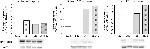 Mouse IgG, IgM (H+L) Secondary Antibody in Western Blot (WB)