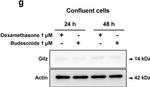 Rat IgG (H+L) Secondary Antibody in Western Blot (WB)