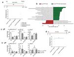 CD11c Antibody in Flow Cytometry (Flow)