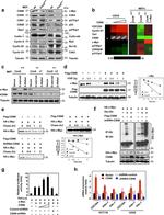 Cullin 1 Antibody in Western Blot (WB)