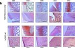 Rabbit IgG Isotype Control in Immunohistochemistry (IHC)