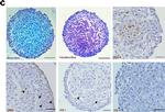 Rabbit IgG Isotype Control in Immunohistochemistry (IHC)