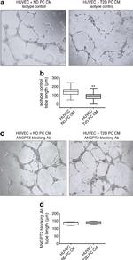 Goat IgG Isotype Control in Functional Assay (Functional)