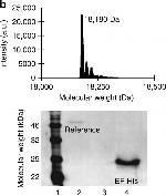 Mouse IgG (H+L) Secondary Antibody in Western Blot (WB)