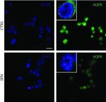 Mouse IgG (H+L) Highly Cross-Adsorbed Secondary Antibody in Immunocytochemistry (ICC/IF)