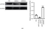 Mouse IgG (H+L) Highly Cross-Adsorbed Secondary Antibody in Western Blot (WB)