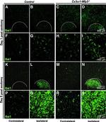 Rabbit IgG (H+L) Highly Cross-Adsorbed Secondary Antibody in Immunohistochemistry (Paraffin) (IHC (P))