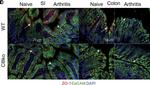 Rabbit IgG (H+L) Highly Cross-Adsorbed Secondary Antibody in Immunohistochemistry (IHC)