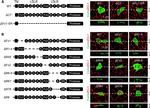 Rabbit IgG (H+L) Highly Cross-Adsorbed Secondary Antibody in Immunohistochemistry (Paraffin) (IHC (P))