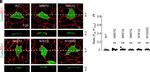 Mouse IgG (H+L) Highly Cross-Adsorbed Secondary Antibody in Immunohistochemistry (Paraffin) (IHC (P))