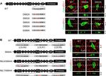 Mouse IgG (H+L) Highly Cross-Adsorbed Secondary Antibody in Immunohistochemistry (Paraffin) (IHC (P))