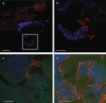 Rabbit IgG (H+L) Highly Cross-Adsorbed Secondary Antibody in Immunohistochemistry (PFA fixed) (IHC (PFA))