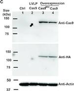 Rabbit IgG (H+L) Secondary Antibody in Western Blot (WB)