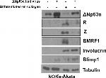 Mouse IgG (H+L) Secondary Antibody in Western Blot (WB)