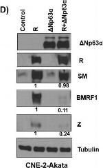 Mouse IgG (H+L) Secondary Antibody in Western Blot (WB)