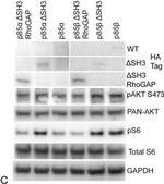 Mouse IgG (H+L) Cross-Adsorbed Secondary Antibody in Western Blot (WB)