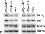 Mouse IgG (H+L) Cross-Adsorbed Secondary Antibody in Western Blot (WB)